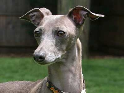 Italian Greyhound